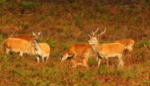Deer at Dunkery, September 2012 (Peter French)