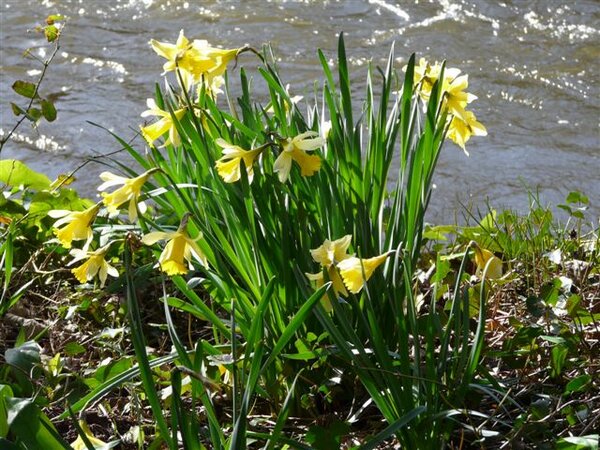 Image result for wild daffodils