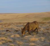 The High Country Exmoor Pony near Simonsbath