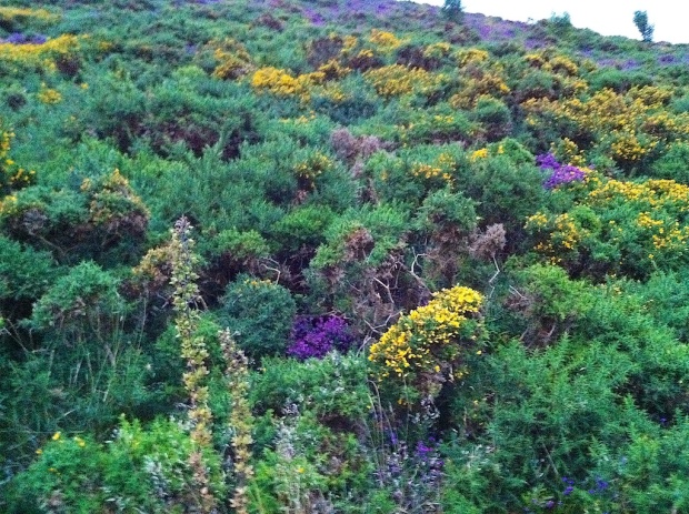 The Colours of Exmoor