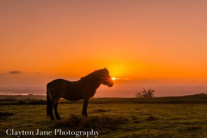 605 Clayton Jane Exmoor ponies at Sunrise