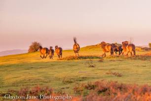606 Clayton Jane Exmoor ponies at Sunrise