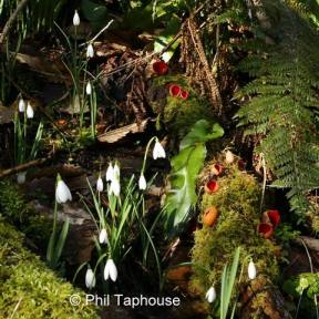 109 Phil Taphouse Snowdrops
