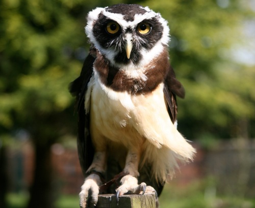 specacled owl