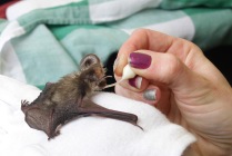 Feeding baby bats