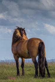 0708-helen-disberry-free-living-exmoor-stallion-standing-proud-watching-over-the-family-group
