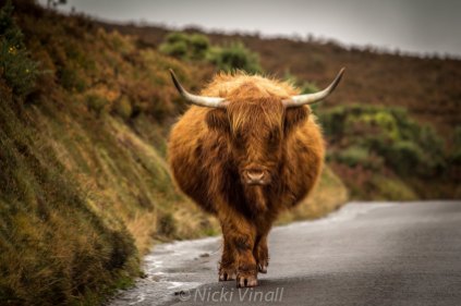 0908-nicki-vinall-beautiful-cow-on-exmoor