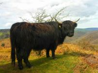 1008-pauly-allen-highland-cow-at-dunkery-a-few-months-ago