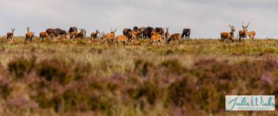 1108-julie-wicks-deer-being-moved-on-by-exmoor-ponies-2