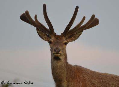 1108-leanna-coles-a-exmoor-red-deer-stag-in-velvet-taken-in-may-this-year