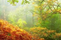 1108-robert-hatton-exmoor-rainforest-taken-on-a-misting-morning-in-horners-wood