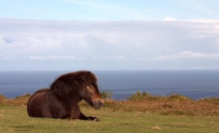 113-jochen-langbein-exmoor-pony-resting-enjoying-the-autumn-sunshine-above-the-bristol-channel