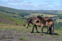 1708-leanna-coles-exmoor-mare-and-foal-on-dunkery