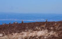 1908-jochen-langbein-exmoor-red-deer-above-the-bristol-channel-in-late-winter