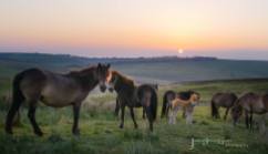 1908-julia-amies-green-free-living-exmoor-ponies-at-sunset