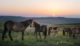 1908-julia-amies-green-free-living-exmoor-ponies-at-sunset