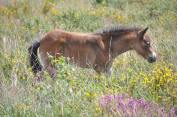 2108-isabella-raper-exmoor-pony-foal-on-haddon-hill