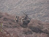 2108-jim-gulliford-a-stag-a-knot-stag-and-2-hinds-taken-very-early-one-morning