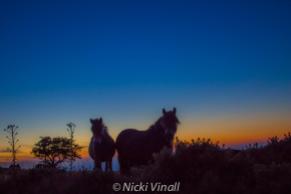 2108-nicki-vinall-exmoor-ponies-at-sunset-above-porlock-weir