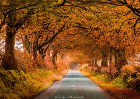 302-john-spurr-autumn-leaves-on-exmoor-lane