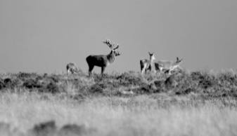 304-leslie-smith-stag-bw