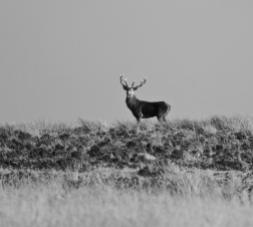 305-leslie-smith-stag-bw