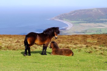 320-croft-house-exmoor-pony-stallion-farleywater-zeus-with-one-of-his-2016-foals-overlooking-porlock-bay-viewed-en-route-to-lynton-lynmouth