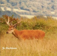 jo-hackman-beautiful-stag-on-exmoor