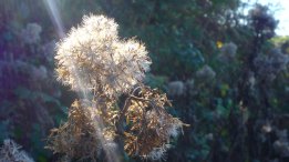 217-bert-bruins-hemp-agrimony-seed-heads-in-glorious-autumn-sunlight-today-near-challacombe