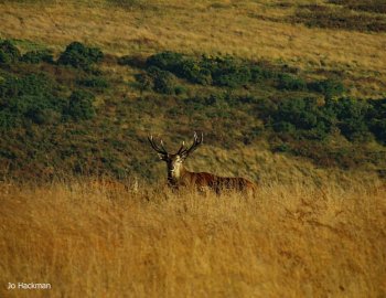 411-jo-hackman-a-handsome-stag-on-exmoor-i-heard-him-before-i-saw-him-then-he-was-gone