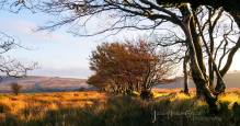 822-julia-amies-green-the-golden-colours-of-the-moor-just-before-sunset-on-saturday