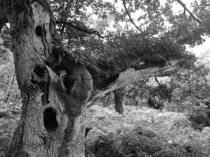 826-emma-daniel-exmoor-tree