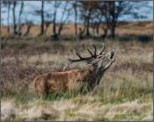 841-mike-watson-today-on-exmoor-21102016-at-exmoor-national-park