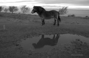706-jochen-langbein-and-another-of-the-reflective-north-hill-pony-at-dawn
