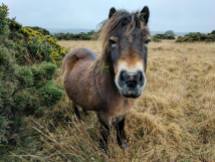 109-beckie-wilde-exmoor-pony