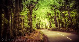 127-paula-kirby-treelined-road-exmoor