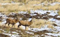 205-kevin-keatley-young-stags-on-exmoor