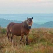 206-kayla-parish-exmoor-pony