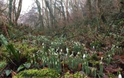 319-leanna-coles-so-good-to-see-the-snowdrops-on-exmoor