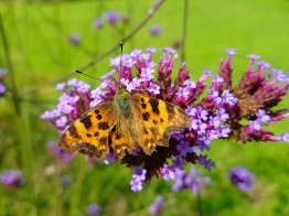 Slightly scruffy Comma butterfly but beautiful!