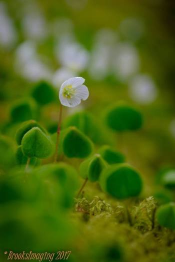 109 Michael Brooks Wood Sorrel. Came across a log covered in these tiny but very pretty plants nr. Tarr Steps