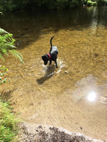 17 Jane Carey Ollie cooling off in the river Barle at Tarr steps.