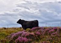 0817-014 Linda Thompson Highland Cattle