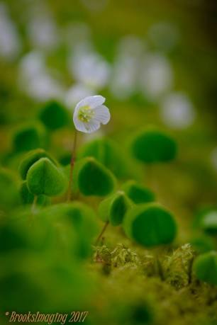 Wood Sorrel. Came across a log covered in these tiny but very pretty plants nr. Tarr Steps