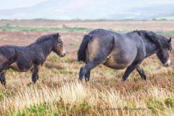 Donna Cox Alsoomse Exmoor Pony 7
