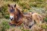 Donna Cox Alsoomse Exmoor Pony 01