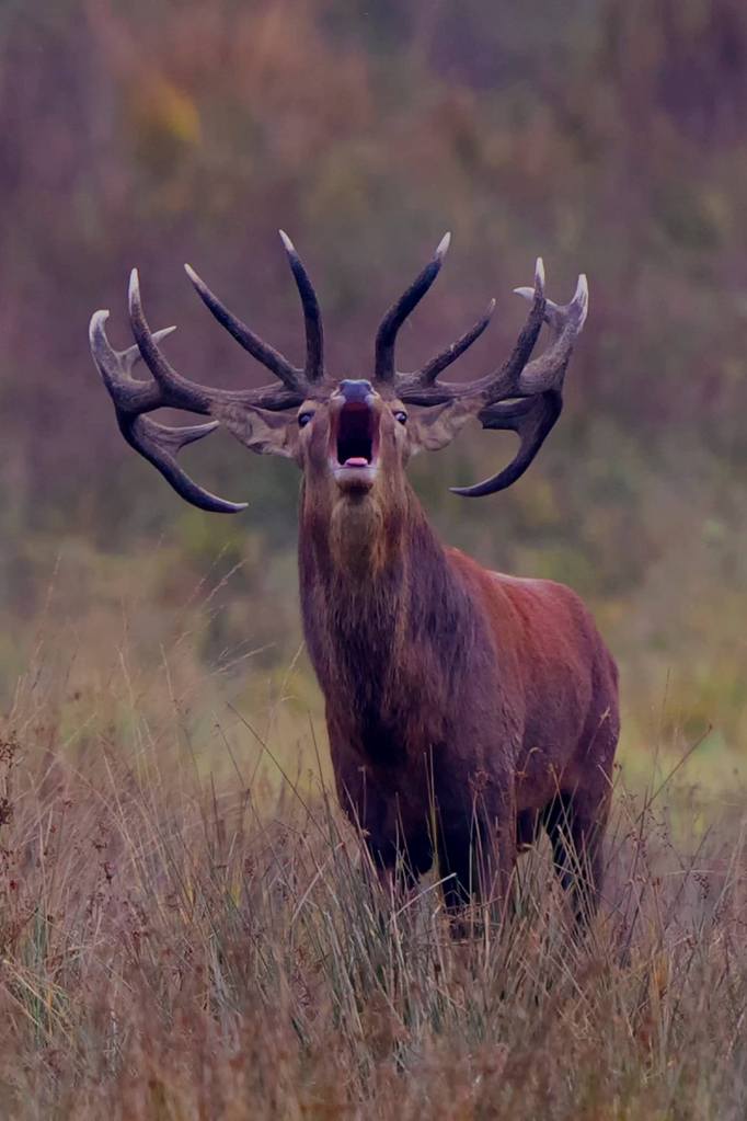 Exmoor stag at the rut, lifting his head and bellowing. His antlers are majestic.